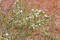 Ambrosia salsola