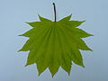 'Aureum' leaf