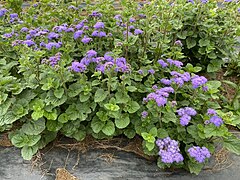 Floss flower - Ageratum houstonianum 'Blue Horizon'