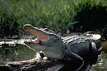 Alligator mississippiensis