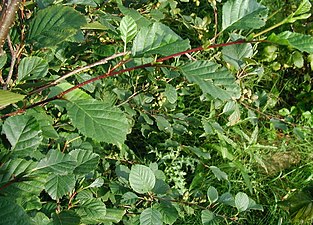 Typiska blad på Alnus viridis Lägg märke till bladets taggiga kant