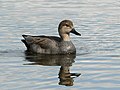 male, Ridgefield NWR