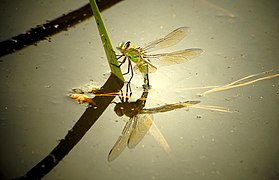 Libélula (Anax imperator)