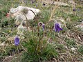 Anemone bungeana, Mongòlia.