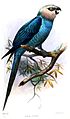 El nombre genérico del guacamayo de Spix, Cyanopsitta spixii, indica que su plumaje contiene azul