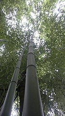 Bamboo forest in Isère, France