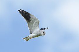 Black-winged kite