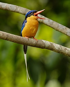 Buff-breasted paradise kingfisher, by JJ Harrison