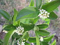 Citharexylum berlandieri -tulihelmilaji