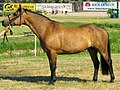 Connemara pony (cat)