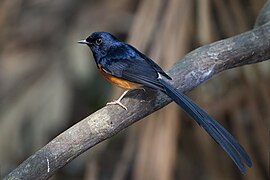 Copsychus malabaricus male - Khao Yai