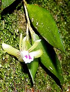 Dendrobium pugioniforme