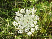 Daucus carota0.jpg