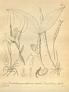 Dendrobium conspicuum fig. I