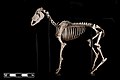 Squelette d'âne domestique au Museum of Veterinary Anatomy.