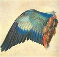 Wing of a European Roller 1512