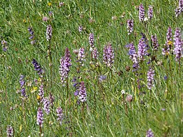 Kalkgrasland met grote muggenorchis