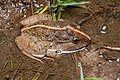 Limnonectes gyldenstolpei, Gyldenstolpe's frog - Phu Kradueng National Park