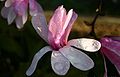 Magnolia × loebneri (M. kobus × M. stellata)