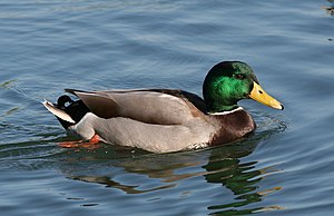 Male Mallard Duck