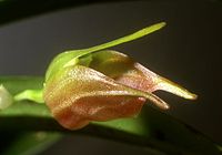 Masdevallia sernae