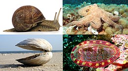 A collage of four mollusk species.