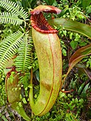 Nepenthes bokorensis in Cambodja