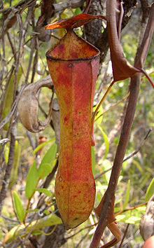 Nepenthes gracilis orange pitcher.jpg