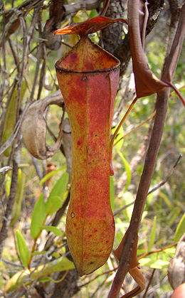 Lieknasis ąsotenis (Nepenthes gracilis)