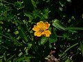 Potentilla flabellifolia