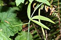 Ranunculus uncinatus