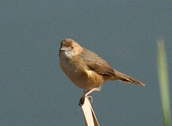 A red-faced cisticola on a piece of wood.
