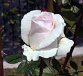 Rosa Julia Renaissance, Poulsen, 1996 (Danimarca) T5 ARB