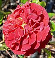 Rosa Brown Velvet, McGredy, Nuova Zelanda, 1983