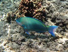 Un poisson-perroquet commun (Scarus psittacus) en phase finale (mâle)