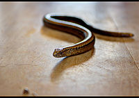 A slow worm close