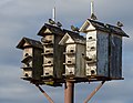 Image 55European starlings on a birdhouse on Staten Island
