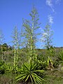 Nakvétající Furcraea foetida