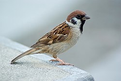 Japanese tree sparrow