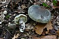 Seifen-Ritterling Tricholoma saponaceum