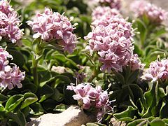 Valeriana supina 2005.08.01 12.01.53.jpg