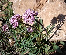 Valeriana tuberosa.jpg