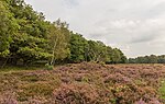 Thumbnail for File:Wandelen over de Planken Wambuis vanuit Mossel 036.jpg