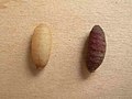 シリアカニクバエの蛹。左は幼虫の体が短縮した段階、右は幼虫の外皮が硬化した段階。