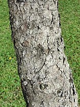 Bark of Pinus morrisonicola