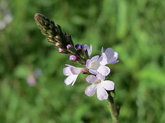 20140807Verbena officinalis2.jpg