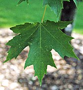 Acer x freemanii (Freeman maple) 4 (32460971298).jpg