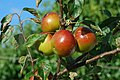 Manzanas en a manzanera.