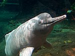 Thumbnail for Amazon river dolphin