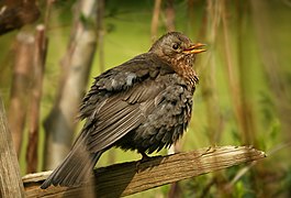 Amsel Weibchen aufgeplustert edit2 clone